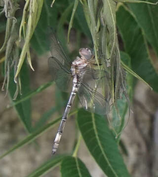 Image of Pale-faced Clubskimmer