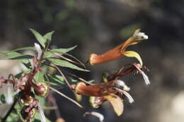 Imagem de Lobelia laxiflora Kunth