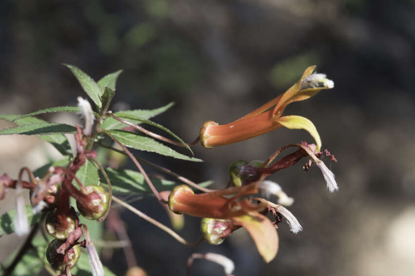 Imagem de Lobelia laxiflora Kunth