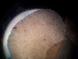 Image of Plagiochila fuscella (Hook. fil. & Taylor) Gottsche, Lindenb. & Nees