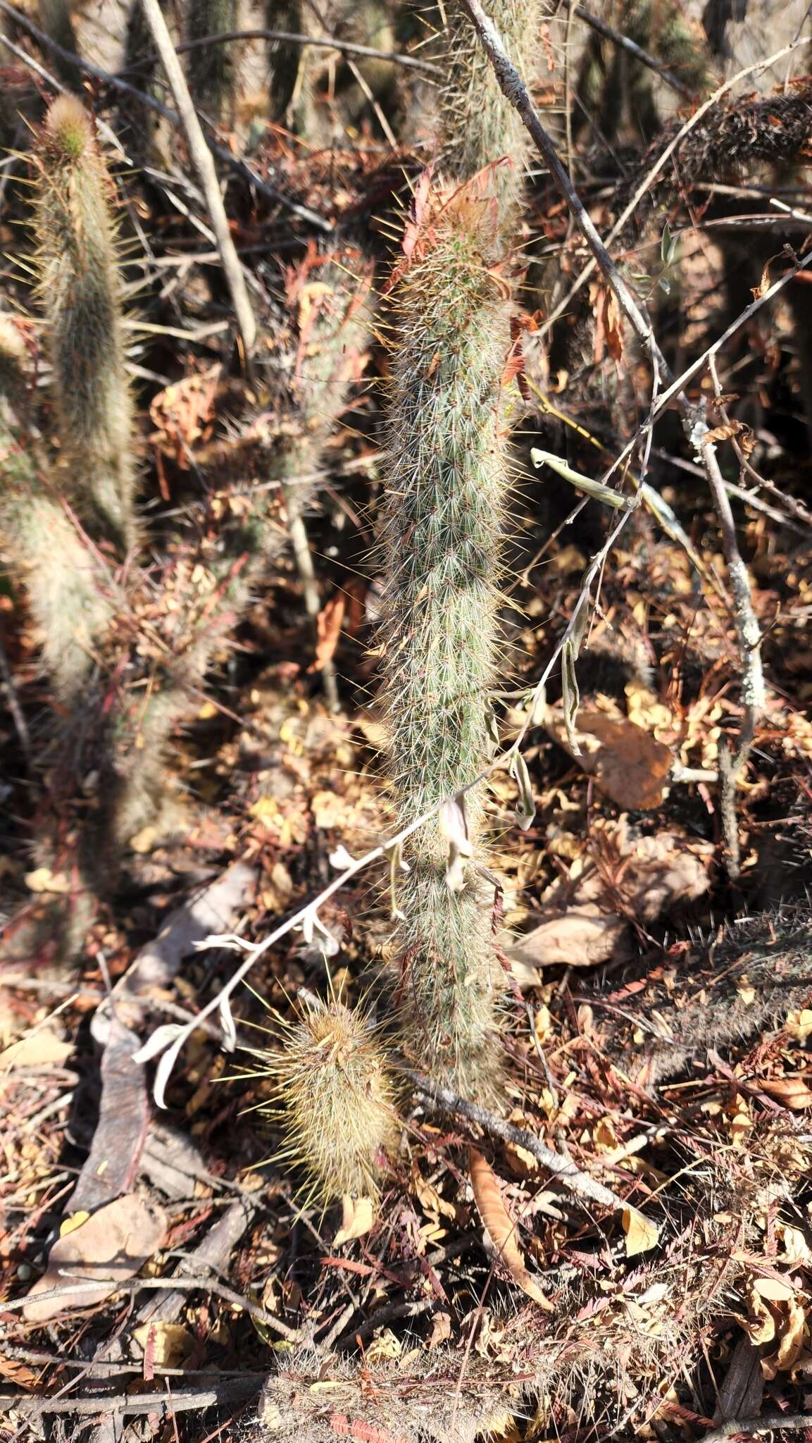 Image of Cleistocactus hyalacanthus (K. Schum.) Rol.-Goss.