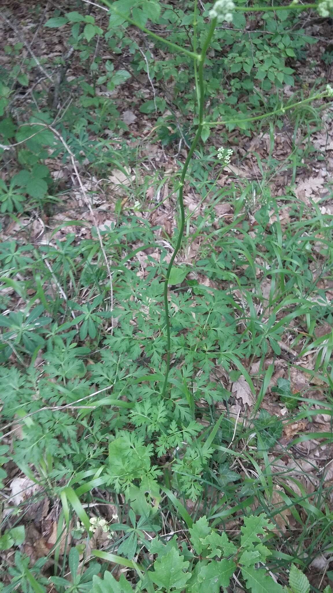 Image of Physospermum cornubiense (L.) DC.