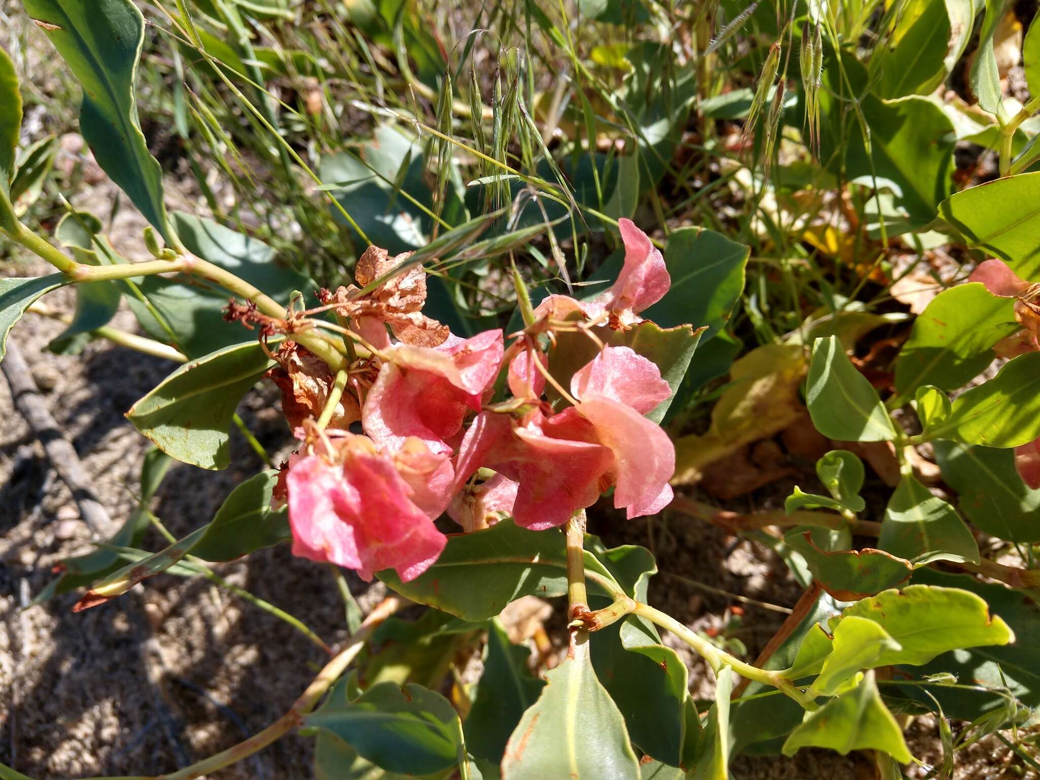 Rumex venosus Pursh的圖片