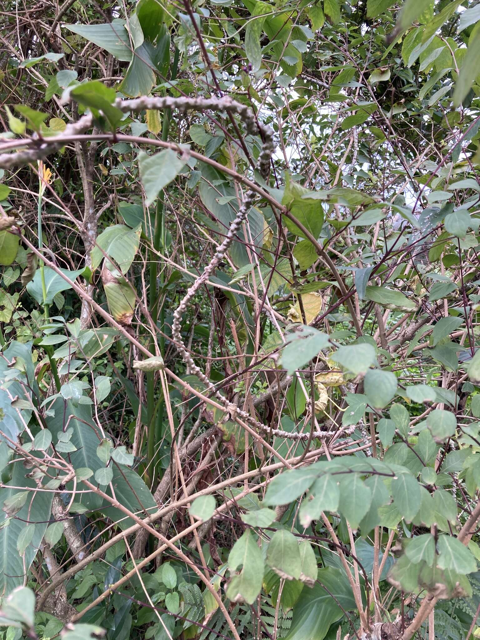 Image of Tinospora crispa (L.) Miers ex Hook. fil. & Thoms.