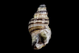 Image of Paciocinebrina atropurpurea (Carpenter 1865)