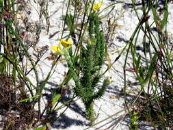 Image of Aspalathus linguiloba R. Dahlgren