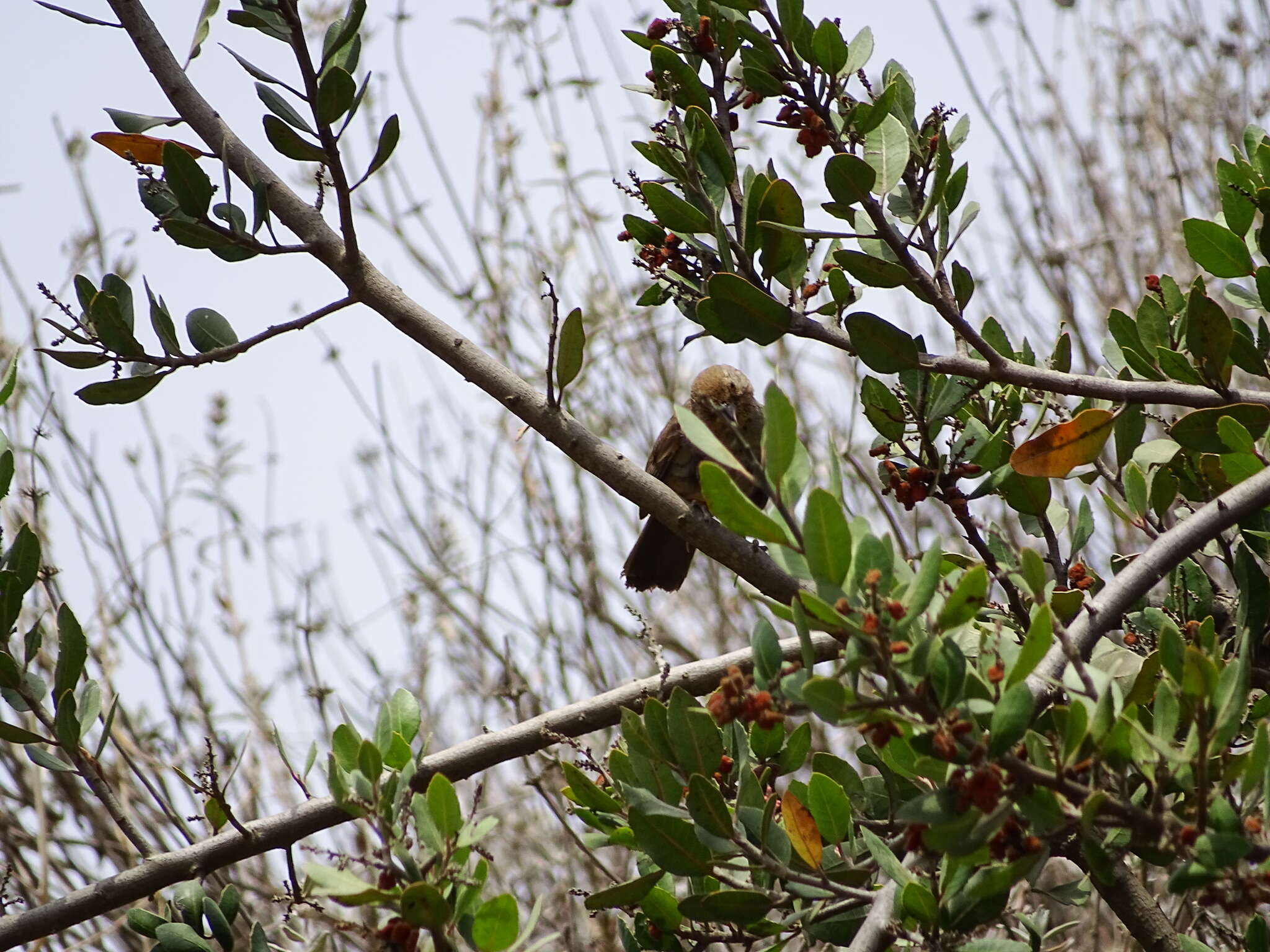 Image of lemonade sumac