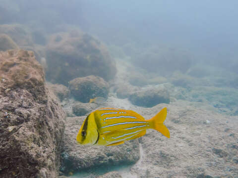 Image of Panama porkfish