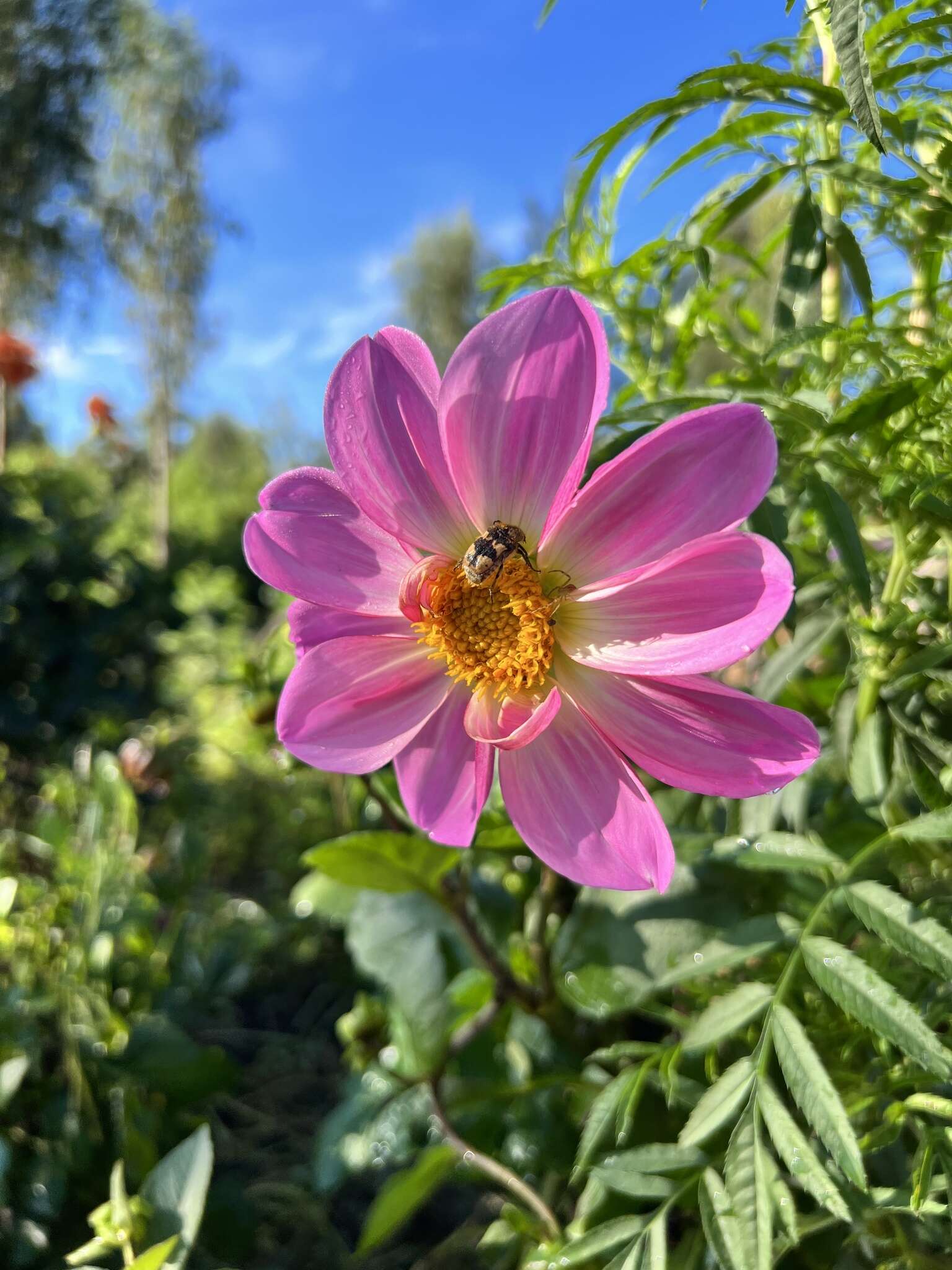 Image of Dahlia sorensenii H. V. Hansen & J. P. Hjerting