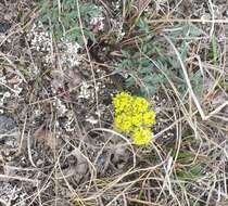 Plancia ëd Lomatium cous (S. Wats.) Coult. & Rose