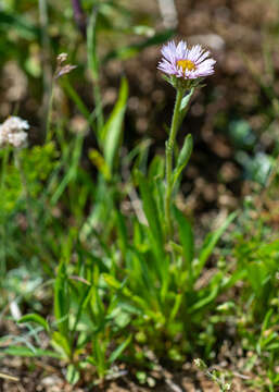 Image of Erigeron eriocalyx (Ledeb.) Vierhapper