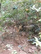 Image of Turkmenian fox