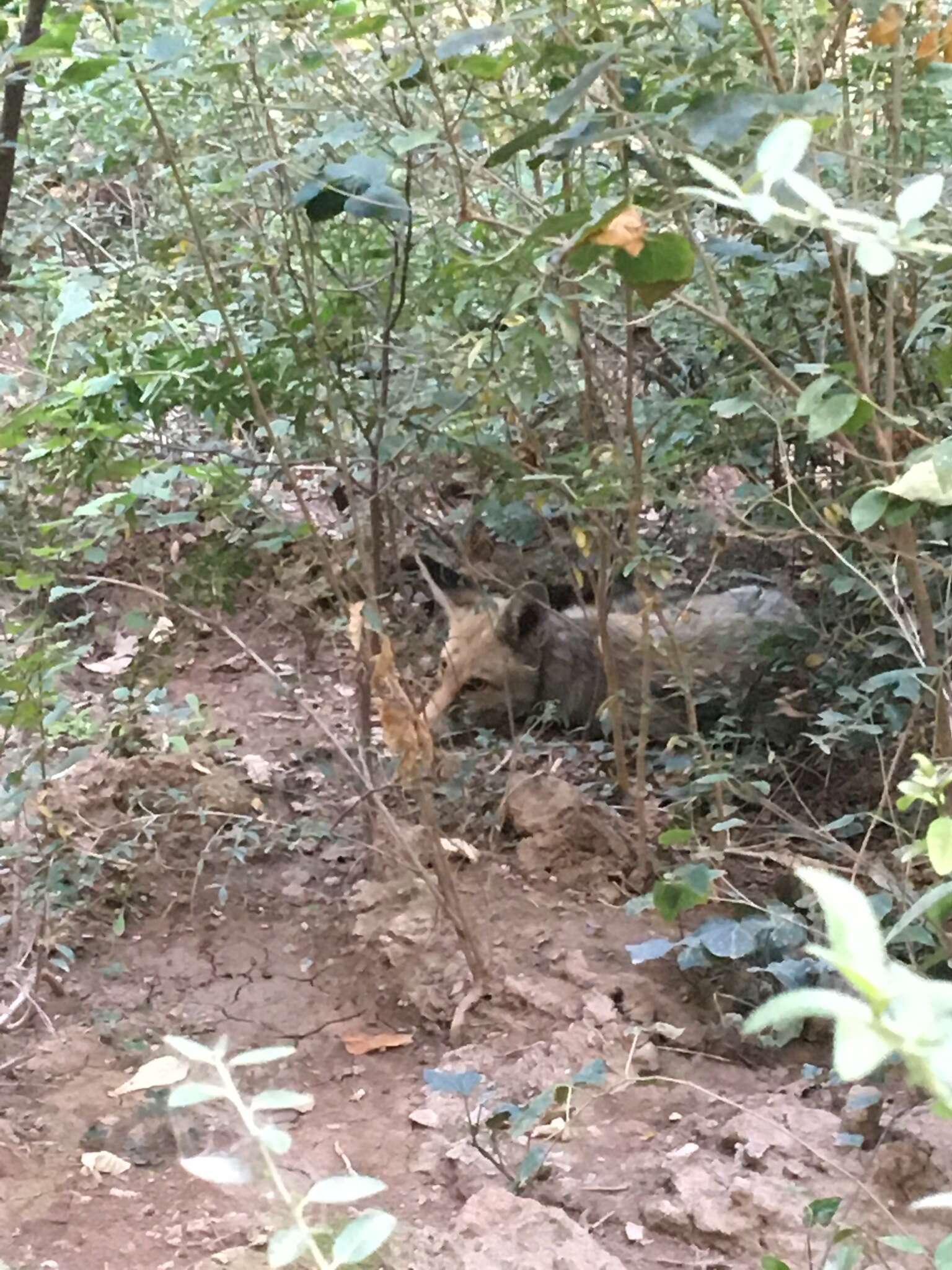 Image of Turkmenian fox