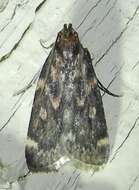 Image of Grease Moth