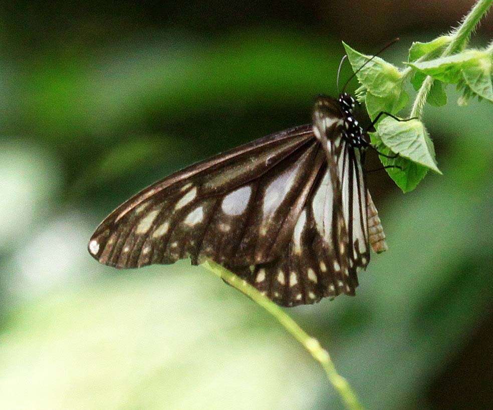 Sivun Danaus (Anosia) ismare subsp. alba Morishita 1981 kuva