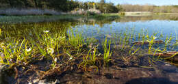 Image of Piedmont Quillwort