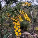 Image de Acacia leichhardtii Benth.