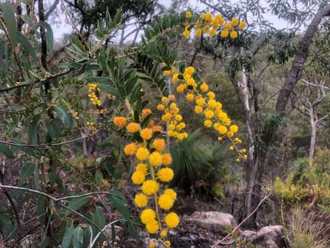 Image of Acacia leichhardtii Benth.