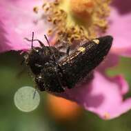 Image of Acmaeodera prorsa Fall 1899