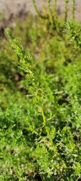 Image of cutleaf goosefoot