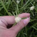 Image of Cyperus richardii Steud.