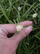 Image de Cyperus richardii Steud.