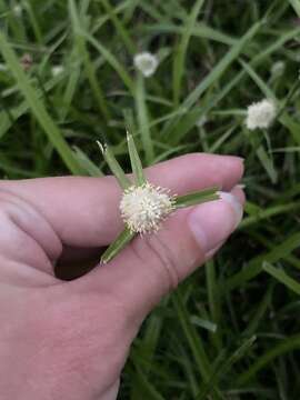 Cyperus richardii Steud.的圖片