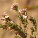 Image of Muraltia dispersa Levyns