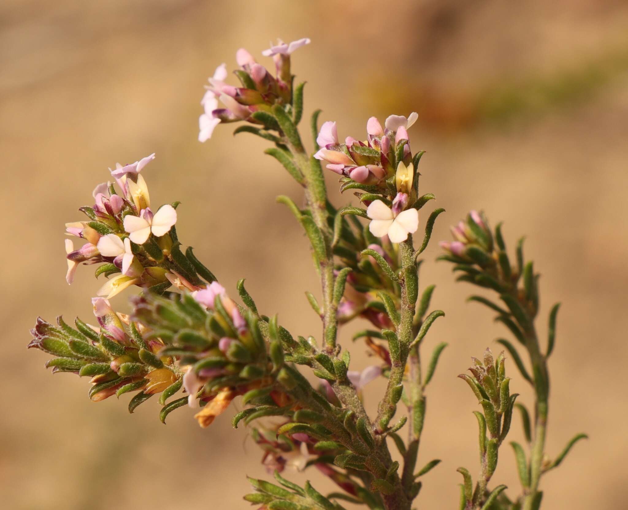 Image of Muraltia dispersa Levyns