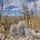 Image of Echinocereus canus