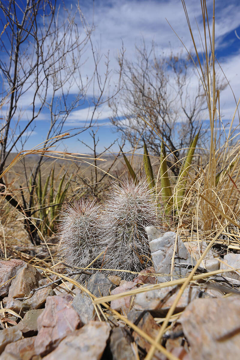 Image of Echinocereus canus