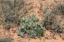 Image of Fence Aloe