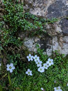 Image of Arenaria balearica L.