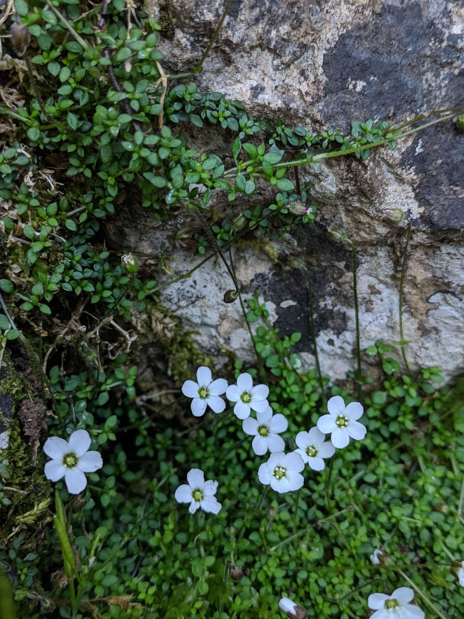 Слика од Arenaria balearica L.