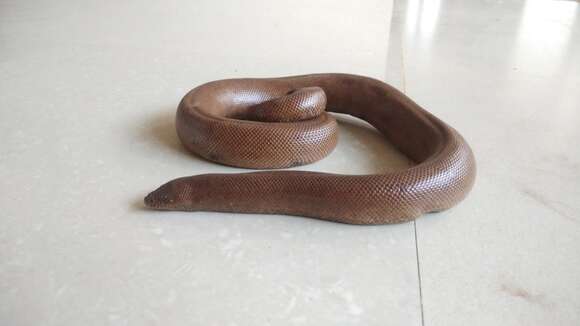Image of Brown Sand Boa