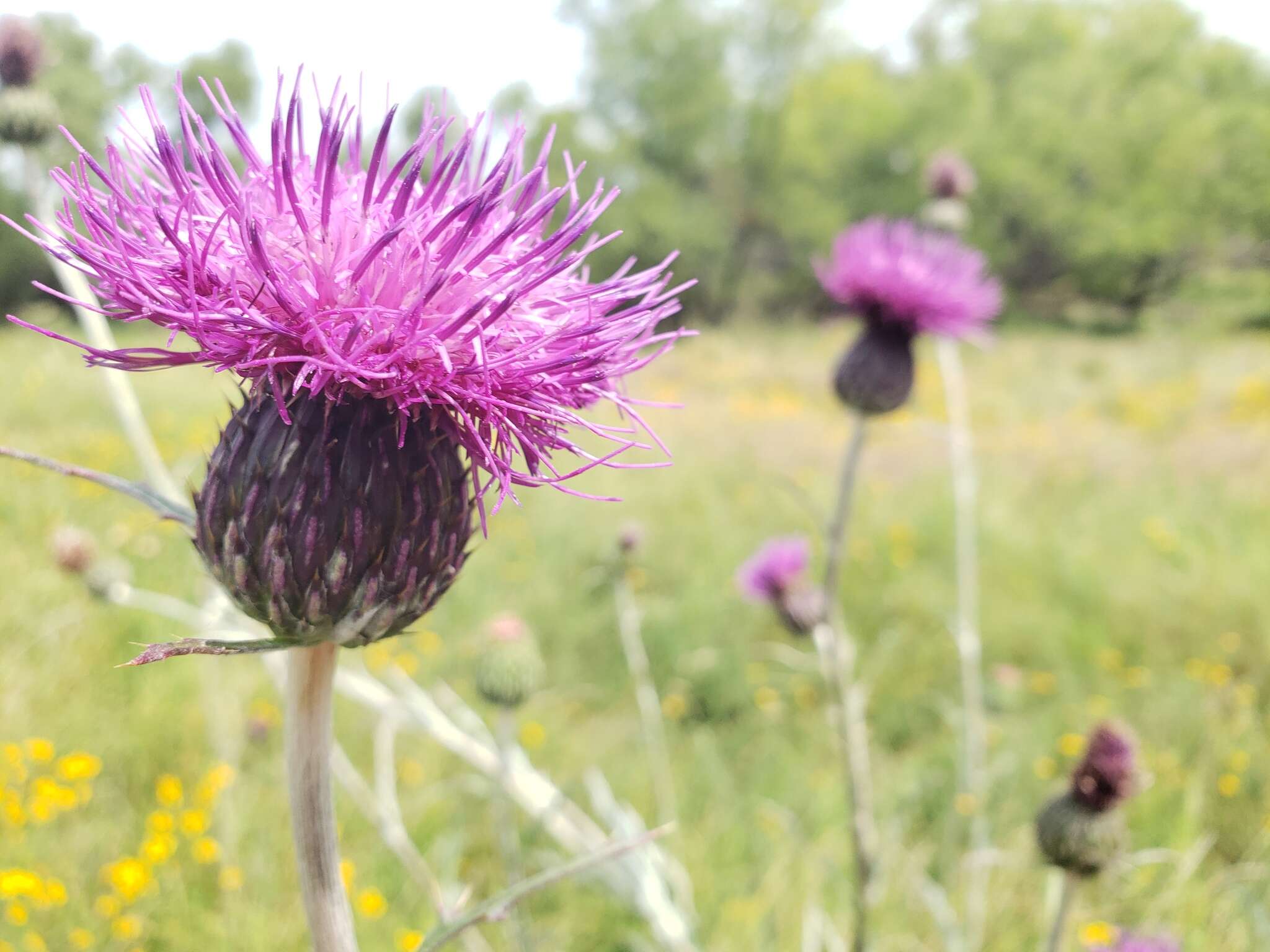 Imagem de Cirsium grahamii A. Gray