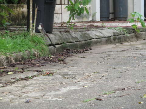 Image of Geoffroy's tamarin