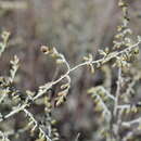 Sivun Artemisia arenaria DC. kuva