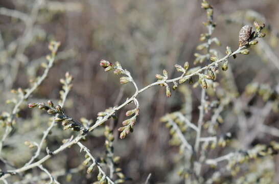 Image de Artemisia arenaria DC.