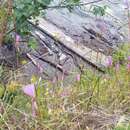 Image of slender clarkia