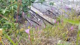 Image of slender clarkia