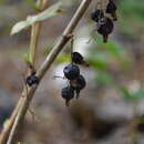 Image of Ribes janczewskii Pojarkova