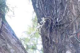 Image of Ghost orchid