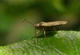 Plerochila australis (Distant 1904) resmi