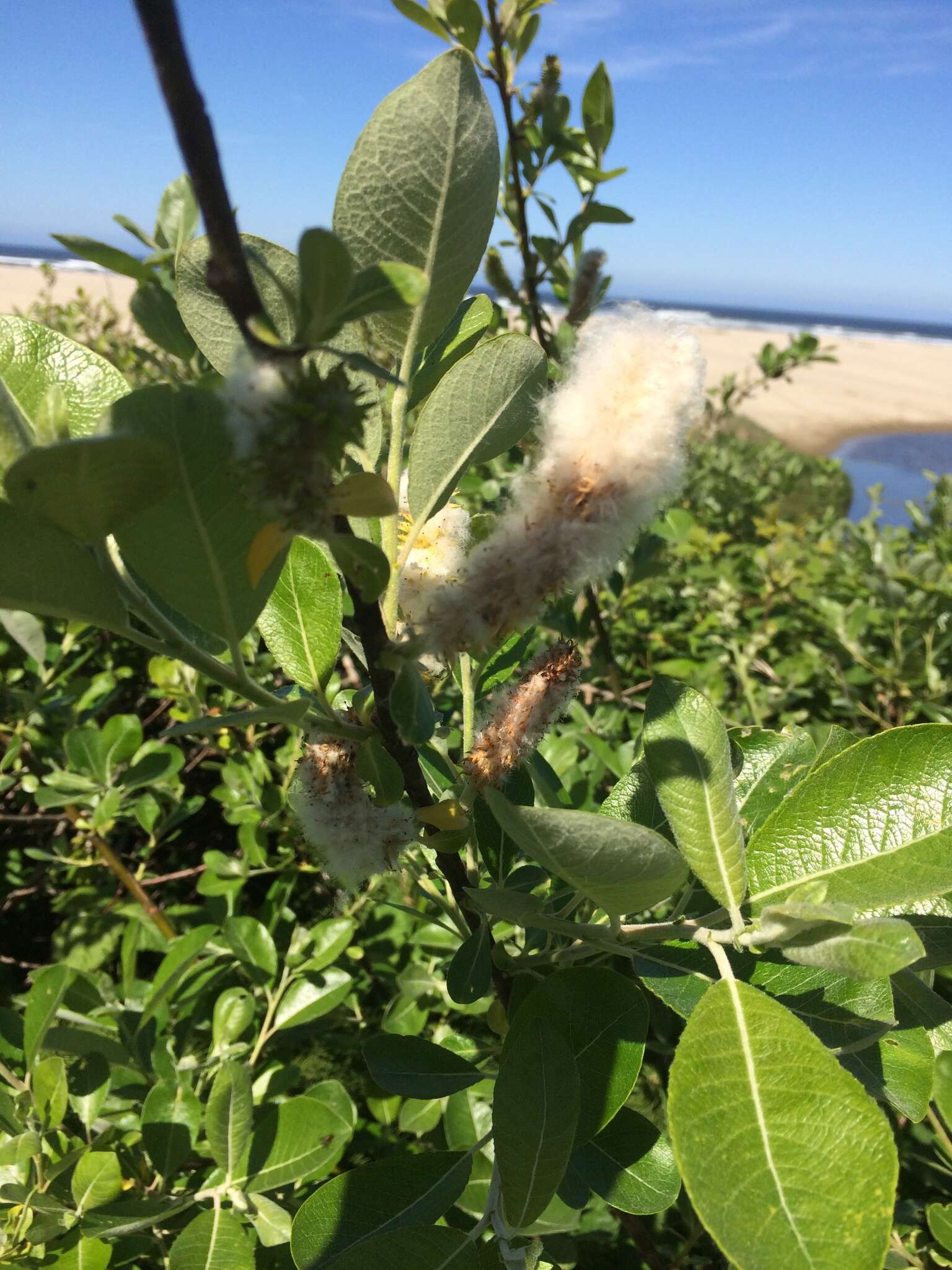 Image of dune willow