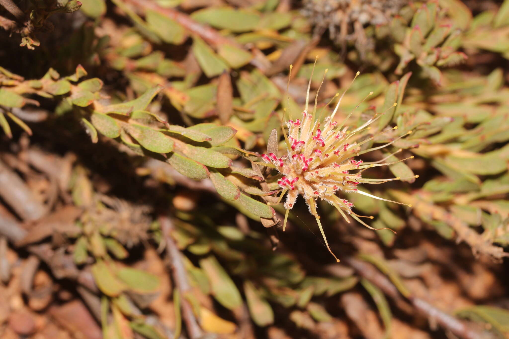 Plancia ëd Leucospermum heterophyllum (Thunb.) Rourke