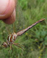 Image of Two-striped Skimmer