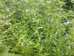 Image of Ozark calamint