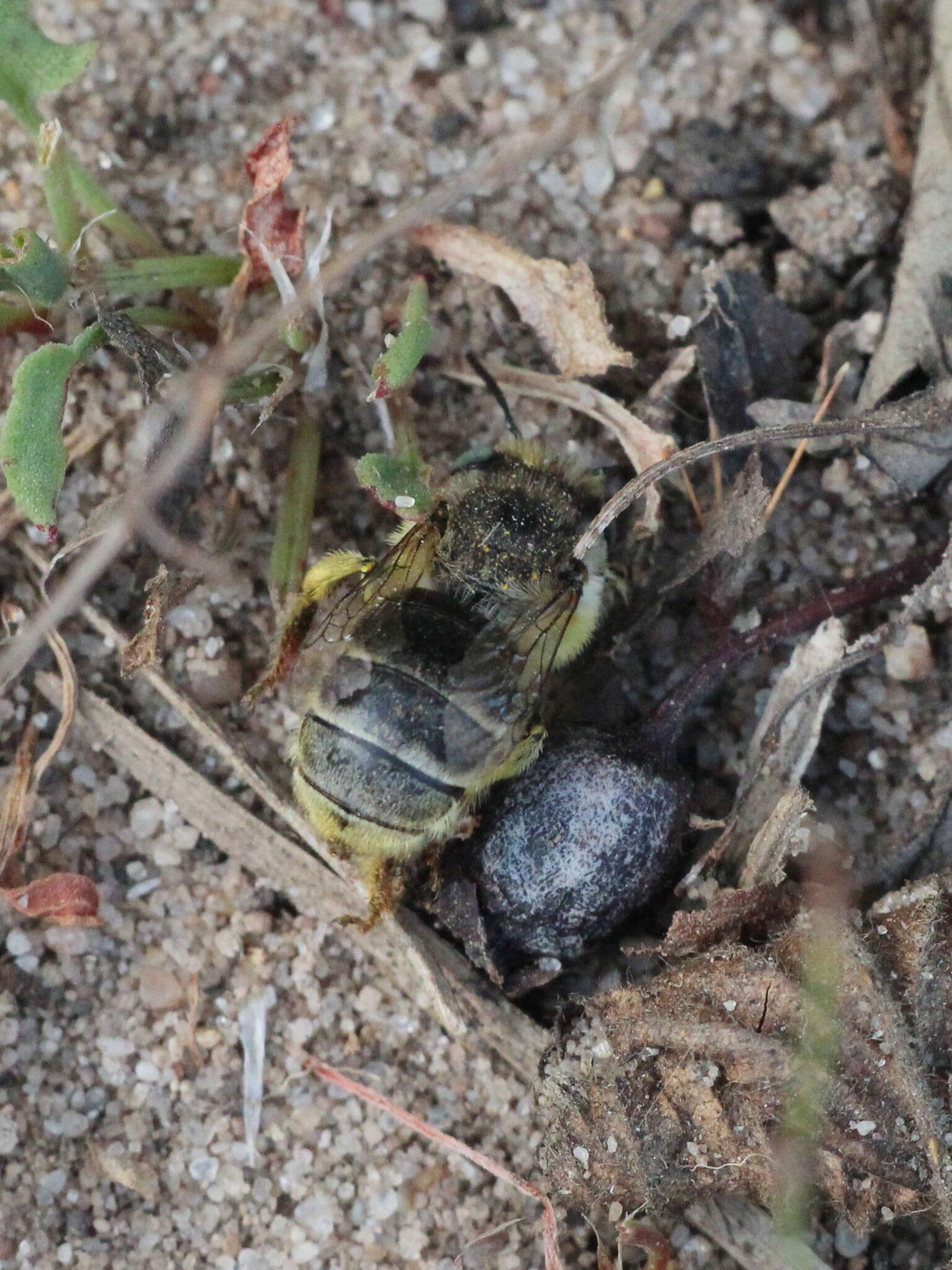 Image of Anthophora bimaculata (Panzer 1798)