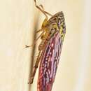 Graphocephala edwardsii (Signoret 1855)的圖片